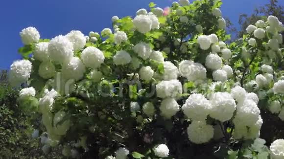 美丽的白色振动雪球树在风中绽放4K视频的预览图