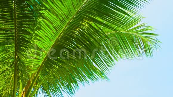 巨大的棕榈叶对抗蓝天视频的预览图