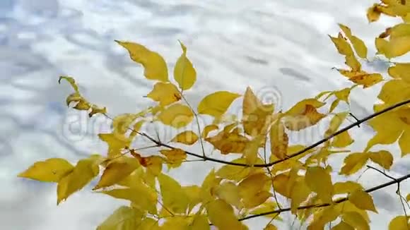 秋天的风景黄色的叶子对抗视频的预览图