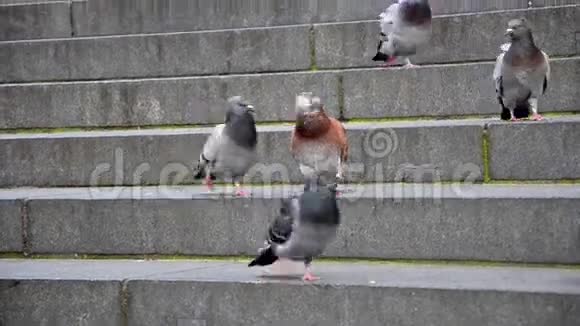 圣保尔教堂楼梯上的鸽子视频的预览图