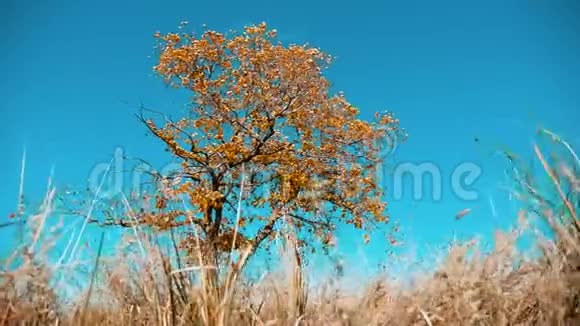 干树干草秋叶干树靠蓝天枝上背景自然秋季俄罗斯概念视频的预览图