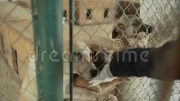 小狗在围栏后面的避难所等待获救并被收养到新家可爱的小狗在寻找注意视频的预览图