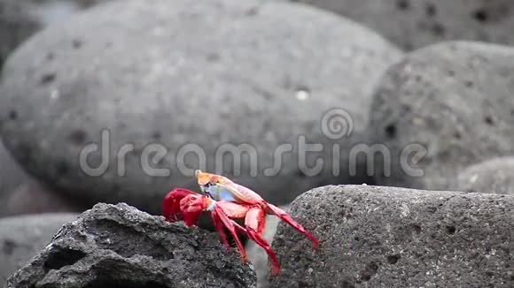 厄瓜多尔加拉帕戈斯国家公园北西摩岛上的Sallylightfoot蟹视频的预览图