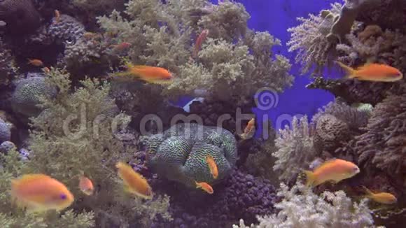 热带金鱼在以色列伊拉特的珊瑚中游泳视频的预览图