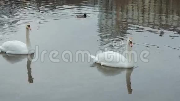 两只白色天鹅漂浮在一条河里视频的预览图