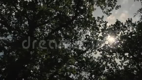 阳光透过树木视频的预览图