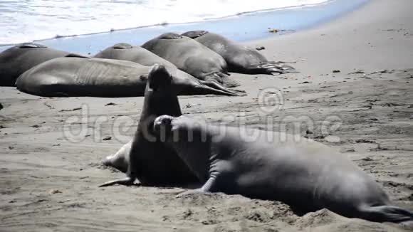 加利福尼亚的大象海豹视频的预览图
