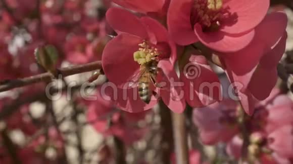 蜜蜂飞向桃花缓慢地收集花粉视频的预览图