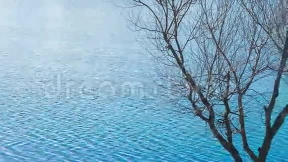 蓝湖背景下的裸树视频的预览图