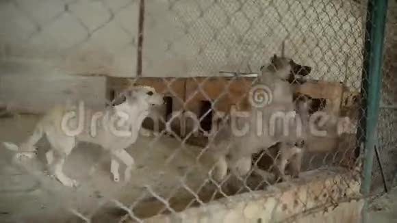 悲伤的小狗狗在围栏后面的避难所等待获救并被收养到新家可爱的小狗在寻找注意视频的预览图