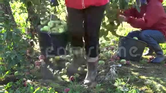 工人在苹果树种植园收获新鲜苹果4K视频的预览图