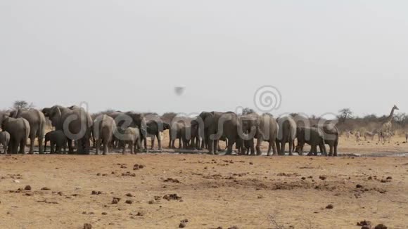 非洲野生动物Hwange水洞里的大象视频的预览图