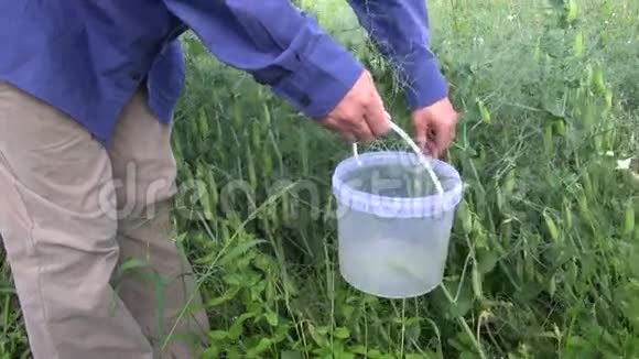 农夫在塑料桶里捡豌豆荚视频的预览图