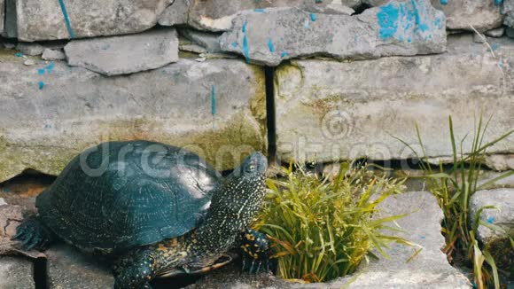 一只大黑海龟坐在公园里视频的预览图