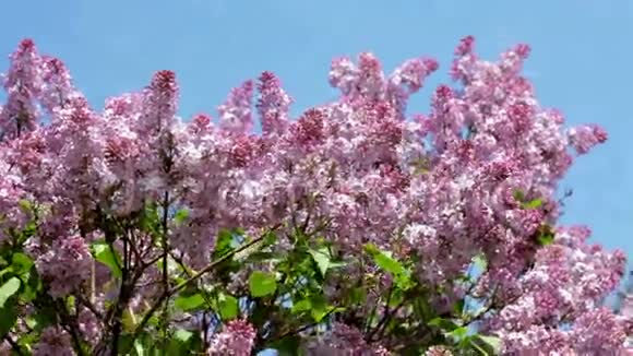 夏季一天开花的丁香灌木视频的预览图