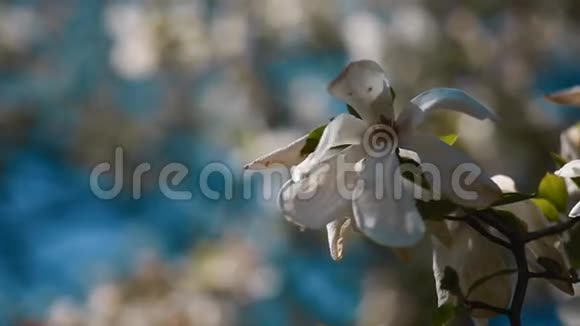 白玉兰的花视频的预览图