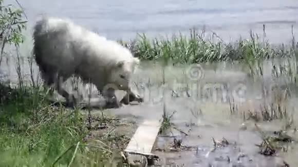 萨莫伊德哈士奇在河岸上玩水视频的预览图