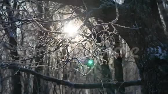 橡树冬林中的雪景大自然美丽的背景视频的预览图