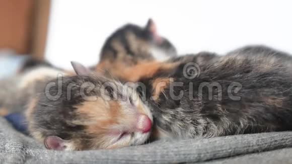 闭着眼睛的盲猫可爱的猫在睡觉可爱的三色小猫新生宠物生活方式白色视频的预览图