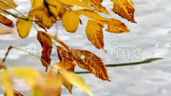 秋天的风景黄色的叶子对抗视频的预览图