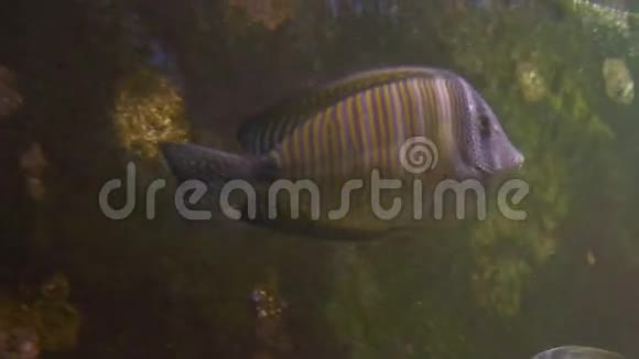 水族馆的热带鱼类视频的预览图