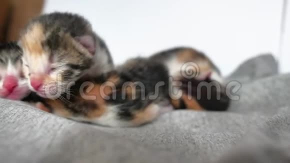 闭着眼睛的盲猫可爱的猫在睡觉的生活方式可爱的三色小猫新生宠物上的白色视频的预览图