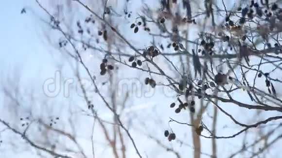 树枝芽随风摇曳自然景观攻势春天视频的预览图