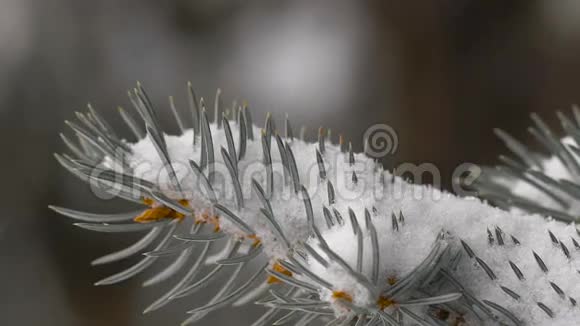 圣诞节背景美丽的白雪覆盖的杉树枝柔软的雪视频的预览图