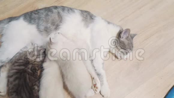 猫妈妈喂三只可爱的小猫小可爱的小猫睡在猫妈妈旁边猫的家庭关怀爱友谊视频的预览图