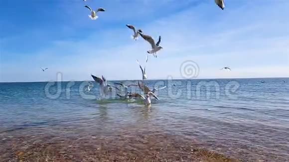 一群海鸥在海滩上海鸥飞翔在海里游泳视频的预览图