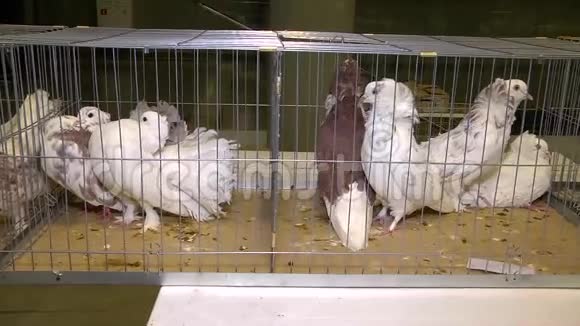动物中的笼鸽展览视频的预览图
