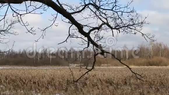 自然白桦林背景树干树枝和雪在春天解冻视频的预览图