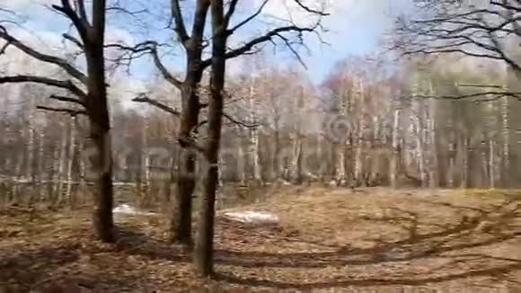 自然白桦林背景树干树枝和雪在春天解冻视频的预览图