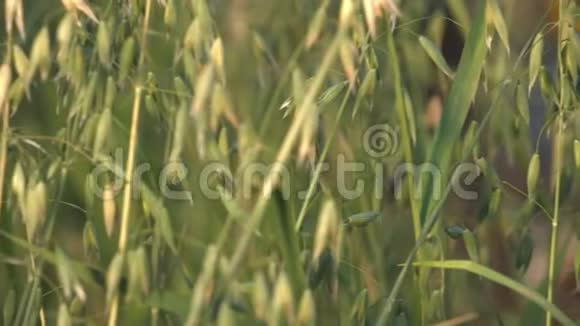 大自然中燕麦片和燕麦片的静物视频的预览图