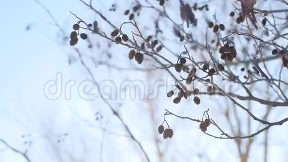 树枝芽随风摇曳大自然春景攻势视频的预览图