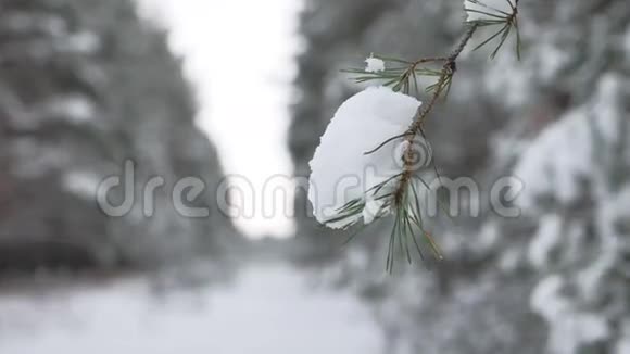 白雪中的圣诞树树枝冬日自然森林的美丽景色模糊的背景视频的预览图