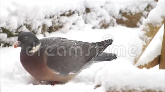 鸽子大的鸽子在雪地里喂鸟视频的预览图