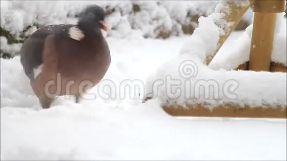 鸽子大的鸽子在雪地里喂鸟视频的预览图