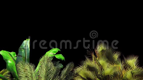 热带植物在风中有阿尔法频道编解码器PNG阿尔法美丽的夏天循环的背景视频的预览图