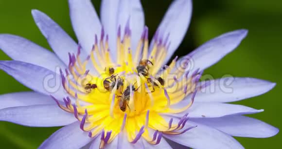 水和蜜蜂在自然光下视频的预览图