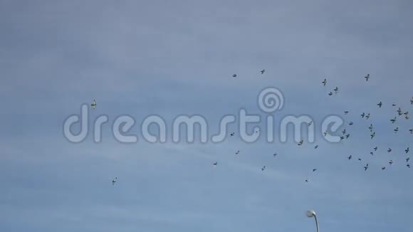鸟儿在天空中盘旋一群鸽子在蓝天上飞翔视频的预览图