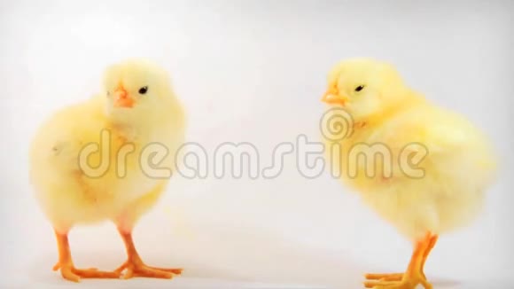 两只小鸡视频的预览图