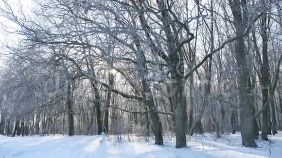 橡树冬林中的白雪自然景观美丽的背景视频的预览图