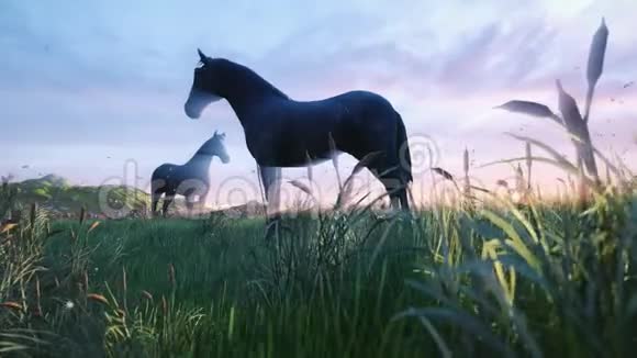 两匹小马在一片美丽的春天早晨在一片美丽的绿色草地上吃草早晨的金色光芒照亮了这片美丽的春天视频的预览图