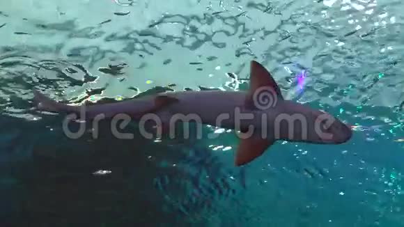 珊瑚礁鲨鱼在以色列埃拉特的鲨鱼池游泳视频的预览图