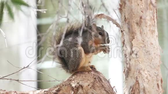 狐狸松鼠在树上吃种子视频的预览图