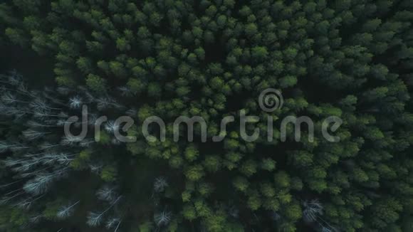 背景美丽的绿色野生森林鸟瞰视频的预览图