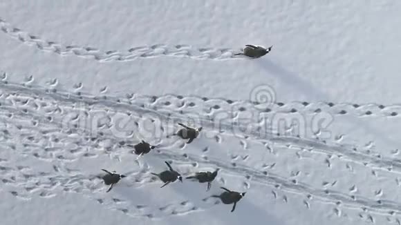 企鹅群白雪覆盖陆地鸟瞰图视频的预览图