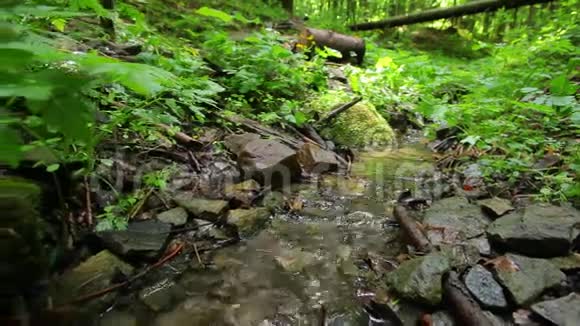 树林里的小溪视频的预览图
