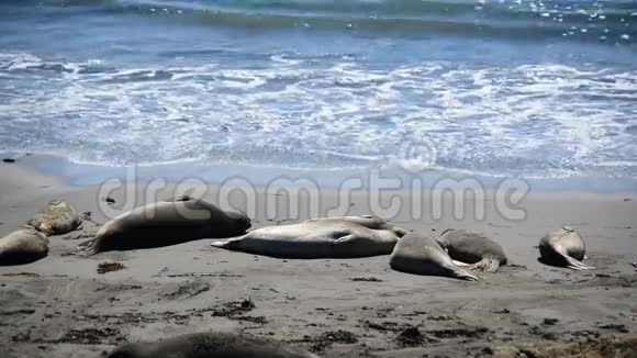 加利福尼亚的大象海豹视频的预览图